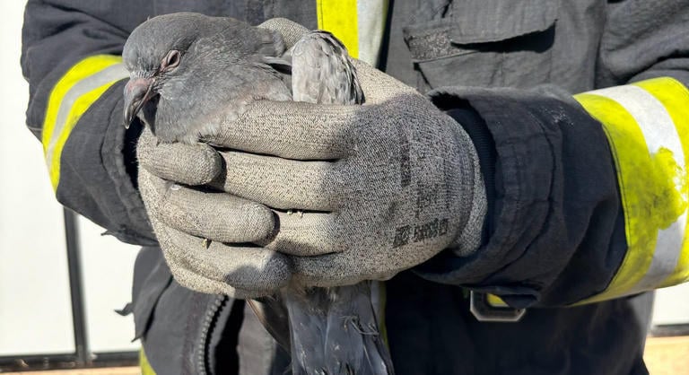 „Minden élet számít” – egy bajba jutott galambon segítettek a győri tűzoltók