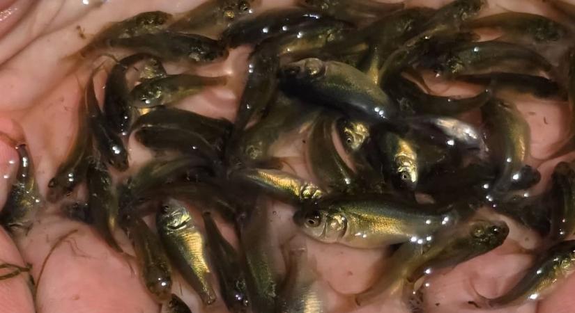 Megtelt élettel a Zala-torkolat – 240 ezer pontyot engedtek szabadon