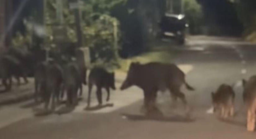 Hatalmas vaddisznókonda portyázott Balatonalmádi utcáin ( videó)