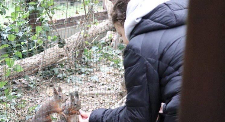Karácsony az Állatparkban – Ünnepi látványetetés és állatismertető a Körösvölgyi Állatparkban