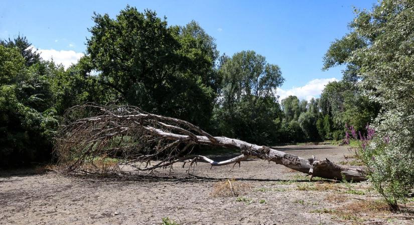 Kritikus a helyzet a szedresi Ős-Sárvíznél: kiszáradó meder, betiltott horgászat (képgaléria)