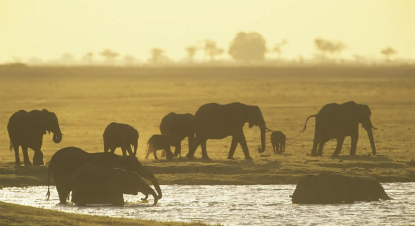Ciánnal mérgezett paradicsomot ehettek - 15 elefánt pusztult el Kenyában
