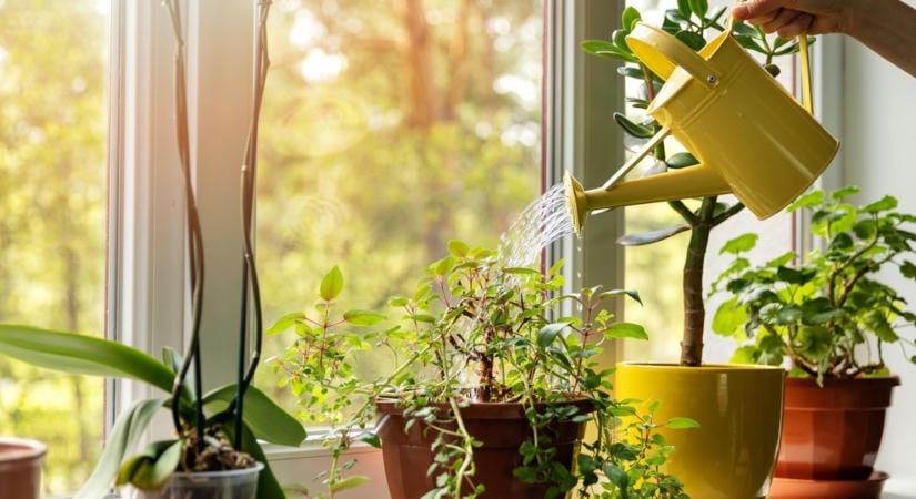 Kertész ismerősöm ordítja! Vagyonokat spórolhatsz, ha így locsolsz: toronymagasan ez a 3 legjobb trükk