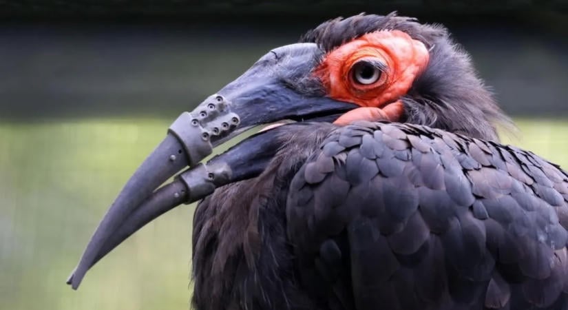 Világszenzáció egy amszterdami állatkertben – 3D-nyomtatott csőrprotéziseket kapott egy sérült madár