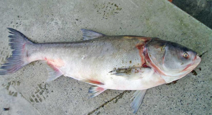 Eltűnt a Tisza-tóból a törpeharcsa, a busát tonnaszámra halásszák