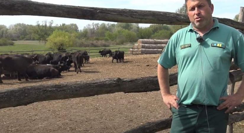 A bivalyok a természetvédelem hatékony fegyverei (videó)