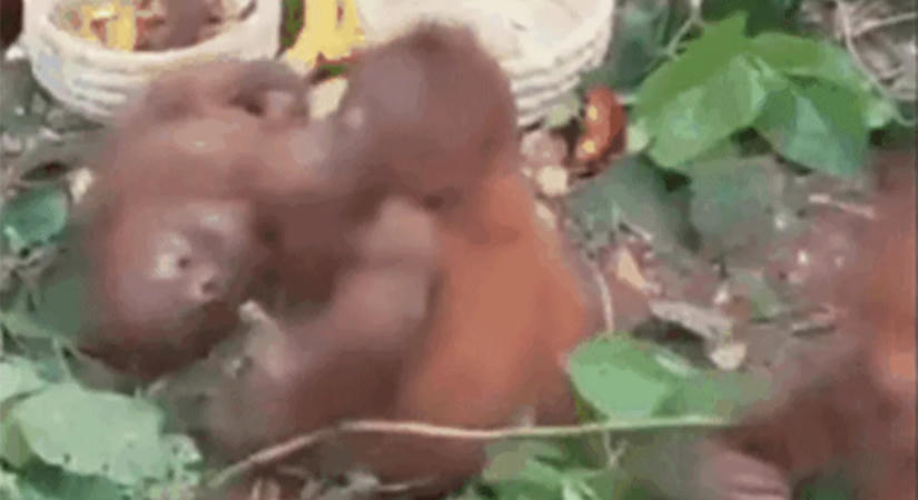 Banánt majszoló orangutánkölykökre bukkantak egy erdőben – több ezer kilométerre voltak az otthonuktól