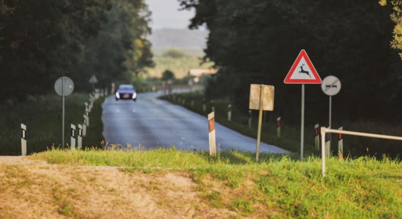 Vad ugrott az autó elé: a szakértő kimondta, mikor kit terhel a felelősség