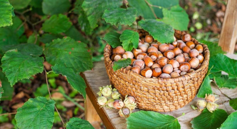 Mogyoró betakarítása és szárítása: mikor válik le könnyen a kupacsról?