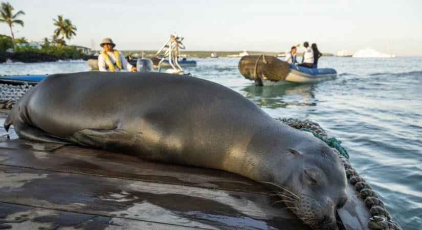 El Niño tombol: veszélybe kerülhet a Galápagos különleges élővilága  videó