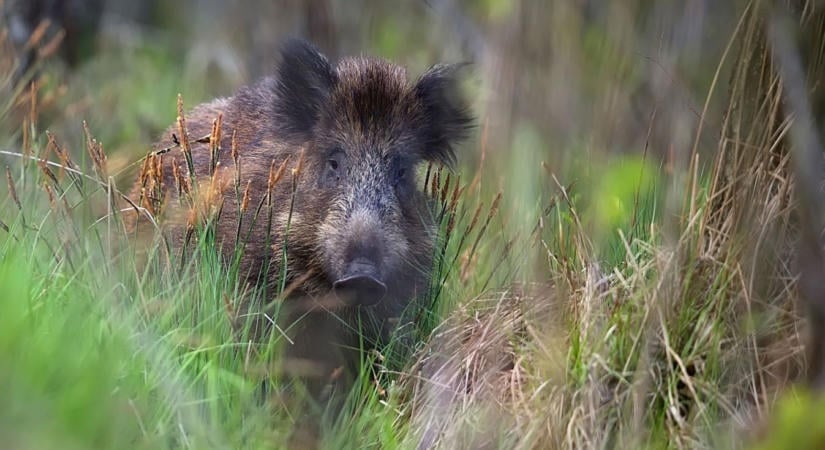 Továbbterjed a betegség: afrikai sertéspestissel fertőzött vaddisznót találtak Hercegszántón
