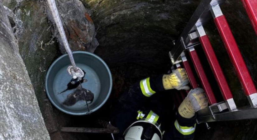 Kútba esett egy vemhes macska Szűrön: a kút alján hozta világra kicsinyeit