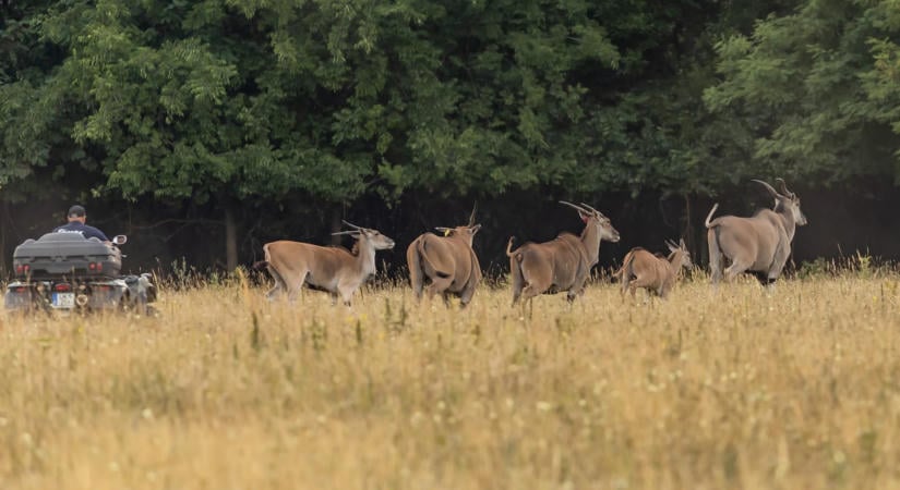 Gyűrűsfarkú víziantilopot, himalájai tahrt és jakot is tartottak Hatvanpusztánál