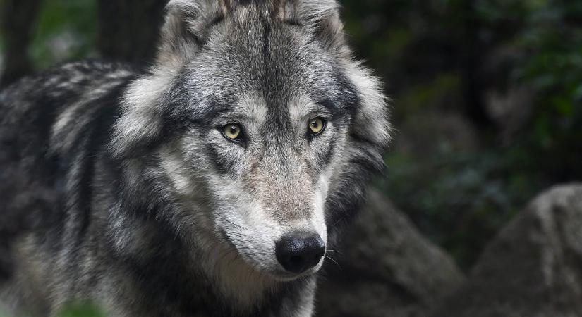 Megszólalt a gazda: vérszomjas farkas pusztított Nyíriben