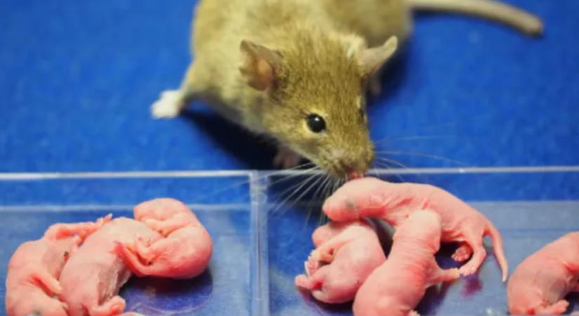 Áttörés a klónozásban: hím egérből hoztak létre termékeny nőstényeket
