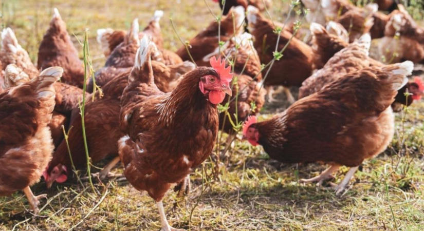 Tyúkatka a baromfiudvarban: felismerés, takarítás és védekezés
