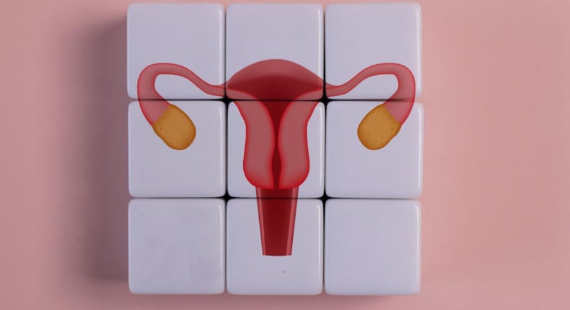 Petefészek a menopauza után: a kutatók meglepő változásokat fedeztek fel