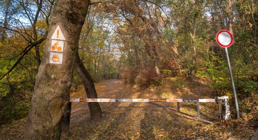 Aggasztó jelek: rohamosan változnak a magyar erdők