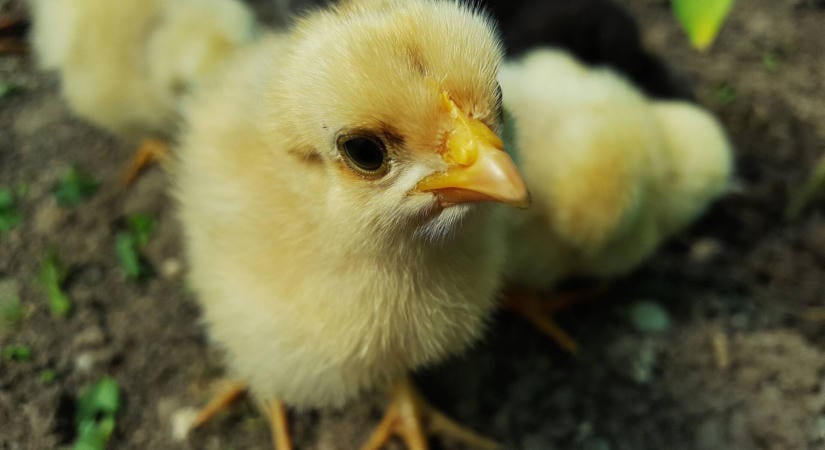 Az első 48 óra eldöntheti a brojlerállomány eredményét