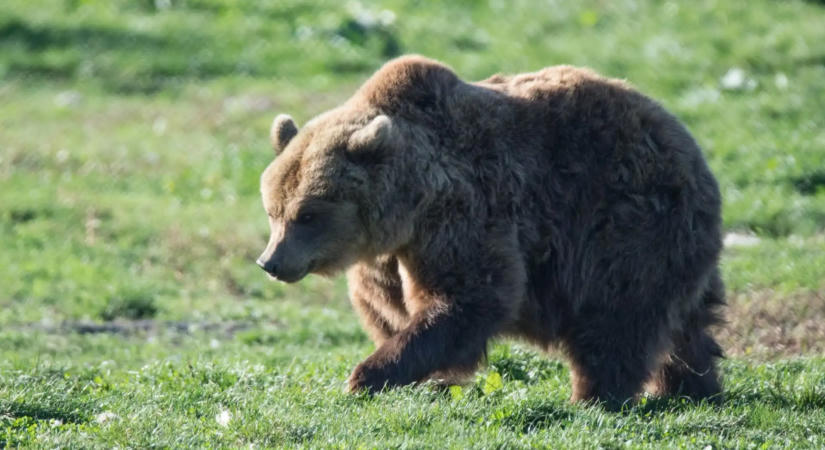 Semmi nem támasztja alá az egri medveészlelést a nemzeti park szerint