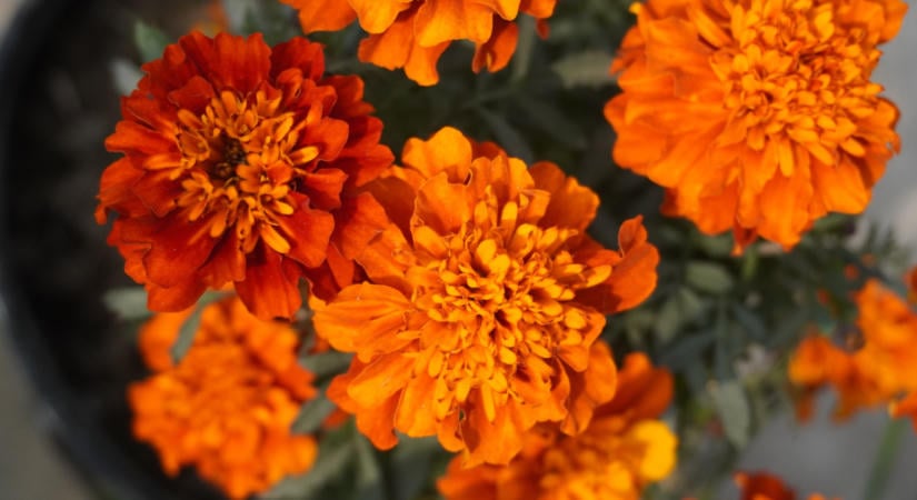 5 napimádó egynyári virág, amely ősszel is sokáig díszíti a kertet