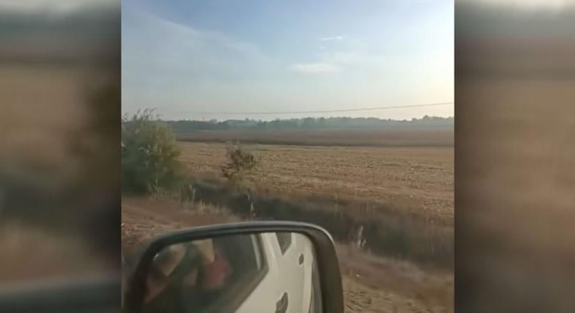 Várjunk csak, mit keres ez a különleges állat Szabolcsban? Nem mindennapi találkozást vettek videóra!