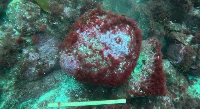 Világviszonylatban is egyedülálló kőkorszaki horgonyt találtak Norvégiában