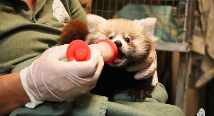 Alig ismert pandabetegségbe halt bele a budapesti vörös panda, megpróbálják felnevelni a látássérült kölykét, Céklát
