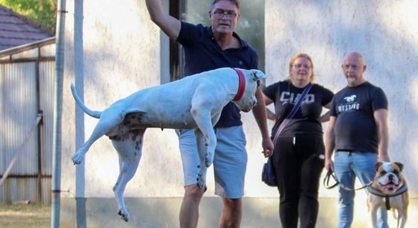 Cuki bulldogok vették birtokba a bükkszéki tábort – fotókon a találkozó