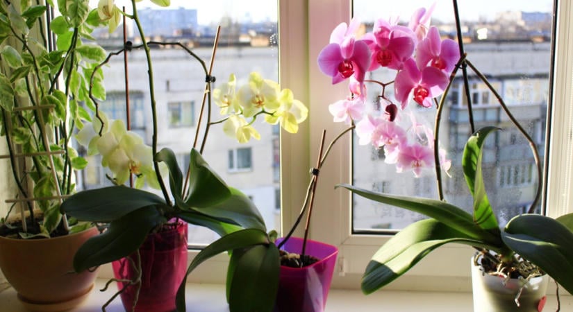 A kertész elárulta a titkot: ezzel a módszerrel hosszú évekig életben marad az orchideád