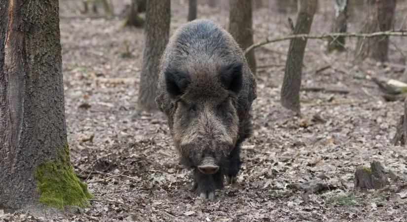Megkongatták a vészharangot: veszélyes vírus terjed Nógrád vármegyében