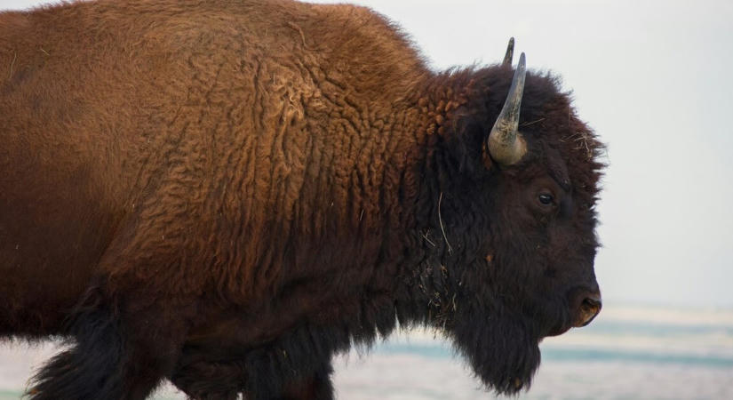 Hatalmas bölény támadt egy autóra a Yellowstone Nemzeti Parkban
