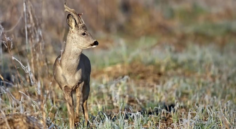 Őszi autózás - Ha vad ugrik az autó elé, a javítás többnyire a sofőr zsebéből megy