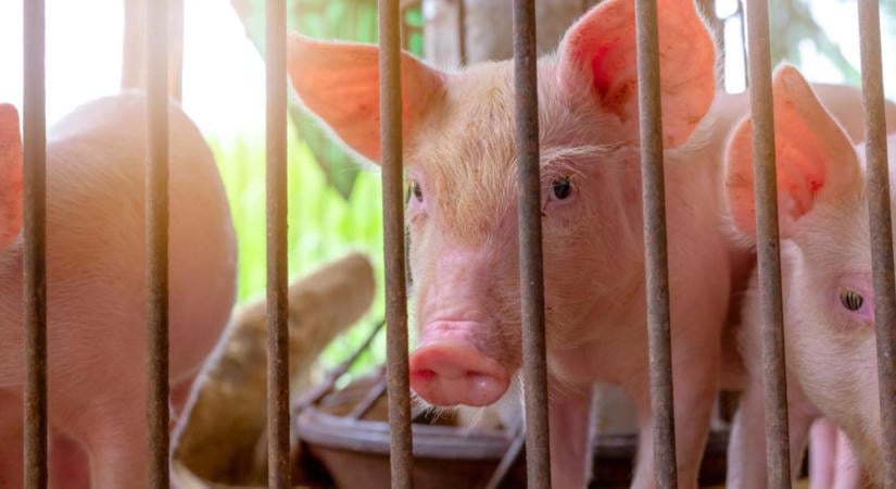 Afrikai sertéspestis: hogyan védhető a házisertés-állomány?