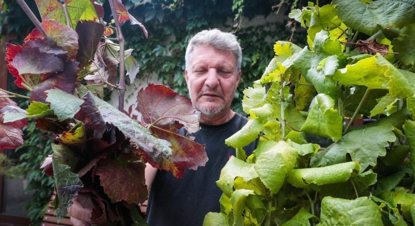 A vég kezdete? A Zalai Borvidék szőlőültetvényei szinte teljes egészében fertőzöttek