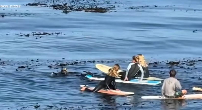 Videó: ismét szörfözőkre támadt egy vidra a kaliforniai Santa Cruz partjainál