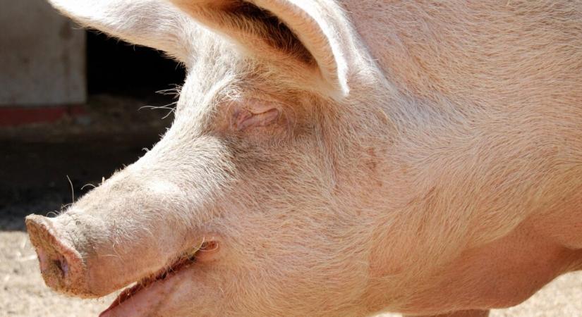 Már több mint ötven településen megjelent az afrikai sertéspestis