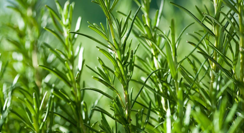 Kertész ismerősöm most elárulta a titkot: így lesz gyönyörű a rozmaringod
