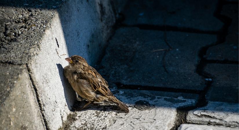 A 40 fokos hőség már a fiókákat is tizedeli: százával viszik őket a madármentő állomásokra