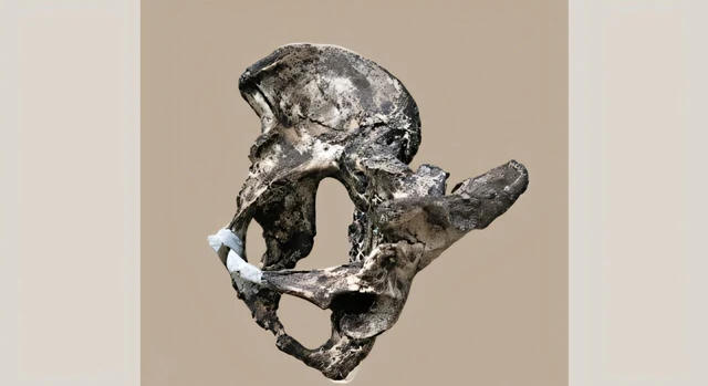 A neandervölgyi férfiak medencéje a nőkéhez hasonlított