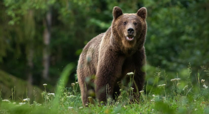 Aláírták a törvényt, ami sok állat sorsáról dönthet: indulnak a kilövések