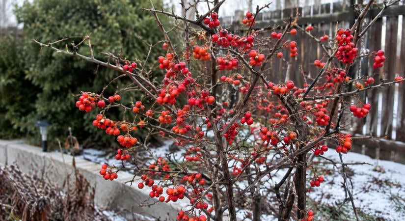 A madárbirs piros bogyói egész télen díszíthetnek: ezt tedd, hogy egészséges maradjon