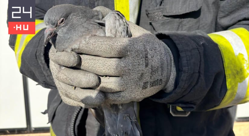 Bajba jutott galambot mentettek a tűzoltók Győrben