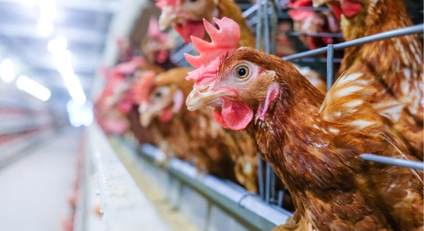 Közel a ketreces tyúktartás vége? Változást sürgetnek a baromfiiparban