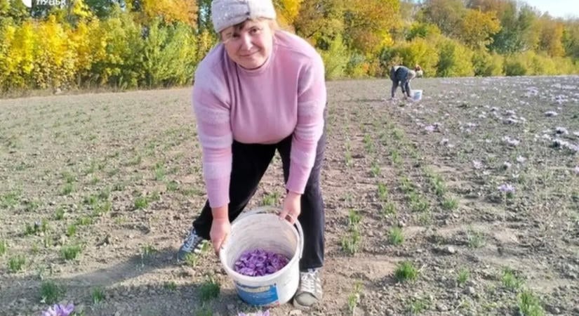 Megkezdődött a sáfrányszüret Volinyban: így termesztik a világ legdrágább fűszerét