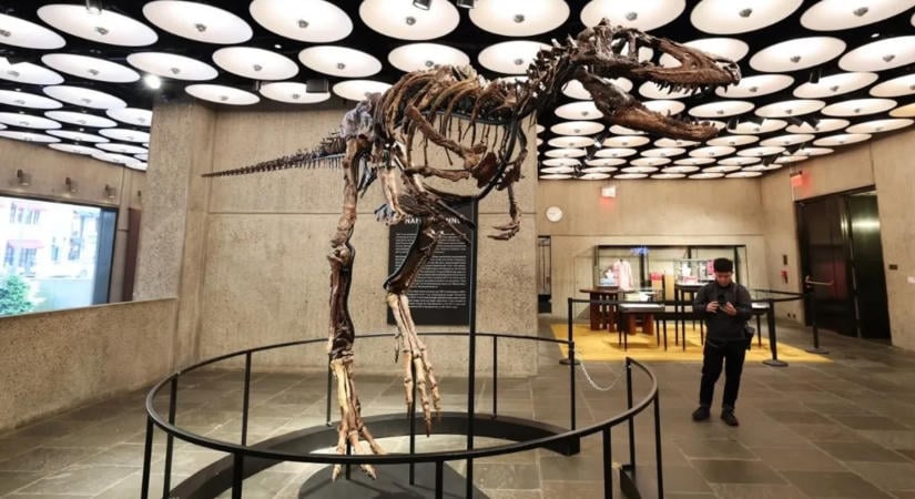 Akár 3 milliárd forintot érhet a dinoszaurusz-csontváz, amelyről kiderült, hogy nem T. rex