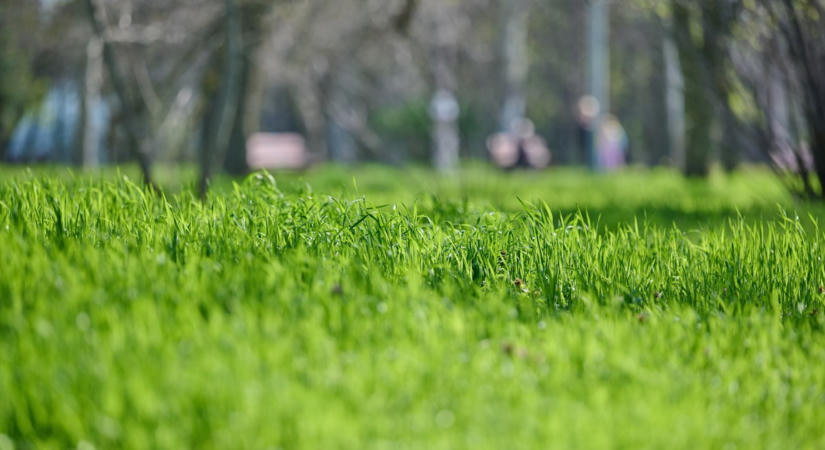 Sárga és kiszáradt a gyeped? Ne ess neki locsolni! Kertész ismerősöm szerint ekkor zöldülhet ki újra magától