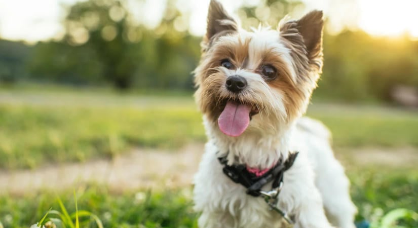 Apró kutya, hatalmas betolakodó: medvét kergetett el az udvarból a yorkshire terrier– videó