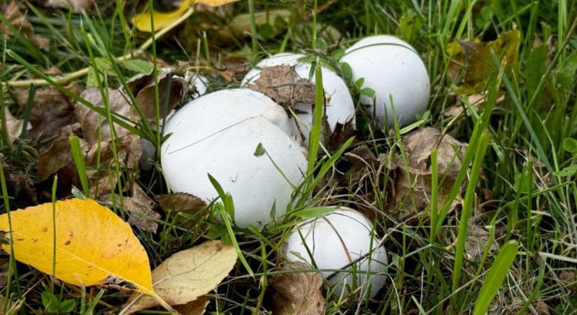 Pöfeteg gomba: hogyan ismerjük fel, és mikor ehető?