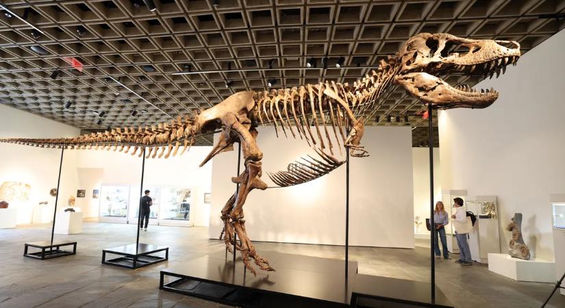 Rekordáron kelt el a T. rex-csontváz, a tudósok kongatják a vészharangokat